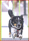 Flyball Club Locator